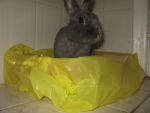 Rabbits Mini Rex Bunny
